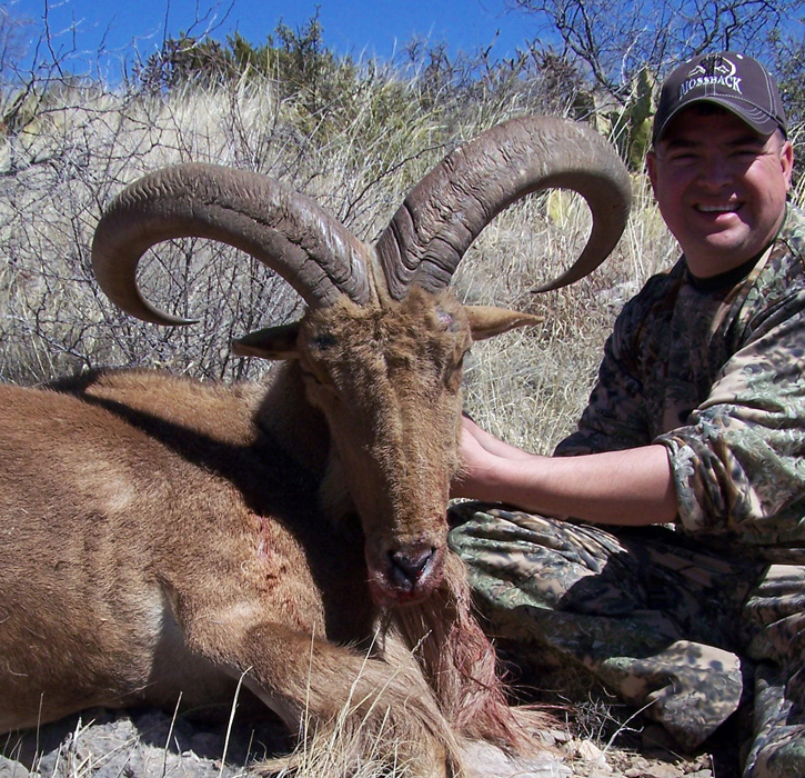 new-mexico-aoudad-barbary-sheep-hunt-outfitter