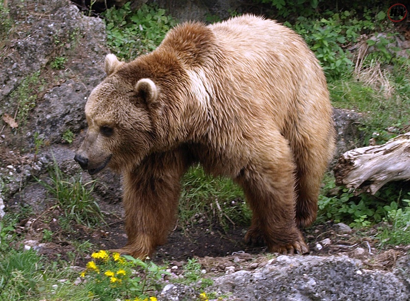 brownbear-hunt-outfitter