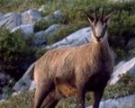 south-pacific-alpine-chamois-hunt-outfitter