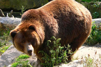 croatia-bear-hunting
