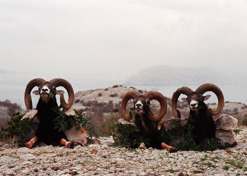 croatia-mouflon-sheep-hunt-outfitter