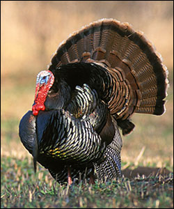 eastern-turkey-hunt-outfitter