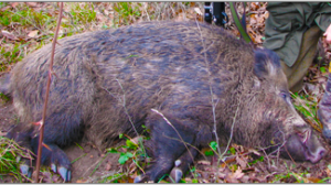 europe wild boar