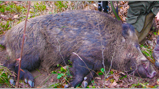 europe-wild-boar-hunt-outfitter