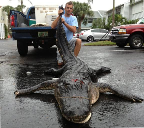 florida-alligator-hunt-outfitter