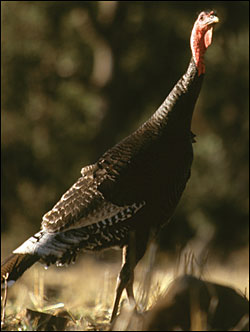 gould's-turkey-hunt-outfitter