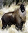 south-pacific-himalayan-tahr-hunt-outfitter