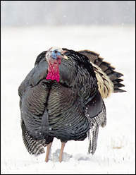 merriams-turkey-hunt-outfitter