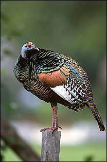 ocellated-turkey-hunt-outfitter