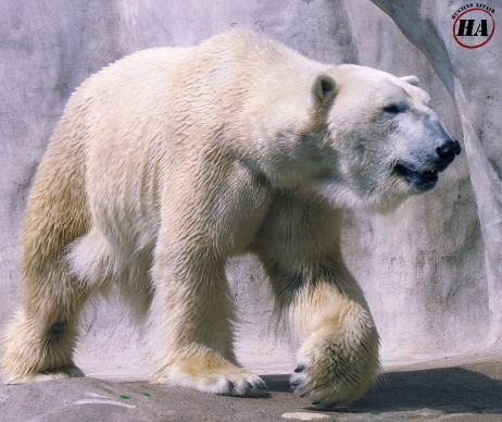 polar-bear-hunt-outfitter