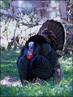 rio-grande-turkey-hunt-outfitter