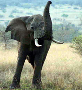 elephant-hunt-outfitter