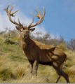 south-pacific-red-stag-hunt-outfitter