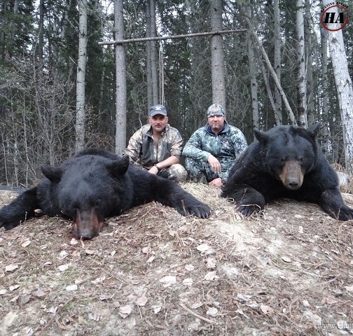 Black-Bear-Alberta-hunt-outfitter